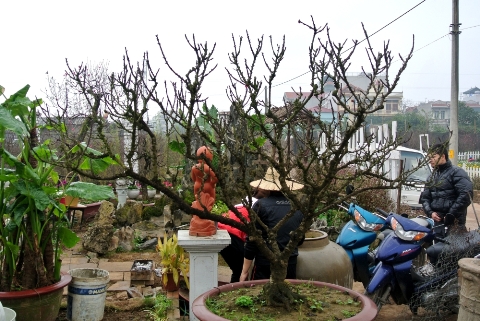 65[-]triệu[-]một[-]chậu[-]lan,[-]70[-]triệu[-]một[-]gốc[-]đào